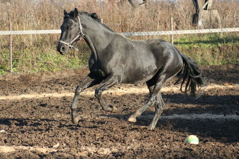 IMG_1335.jpg1.jpg"%20height="533"%20width="800